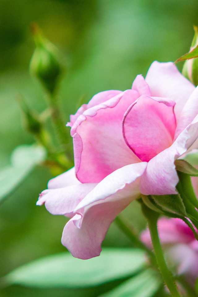 Розовая садовая роза с бутонами 