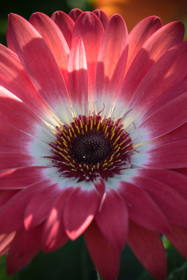 Розовая гербера в солнечном свете крупным планом