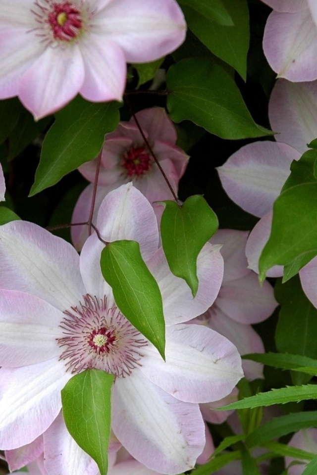 Розовые крупные цветы клематисы 