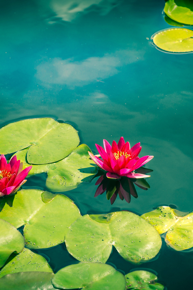 Розовые лотосы в голубой воде 