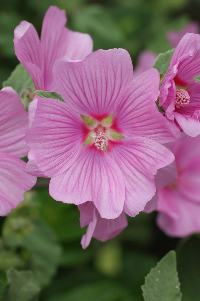 Розовый цветок мальва крупным планом