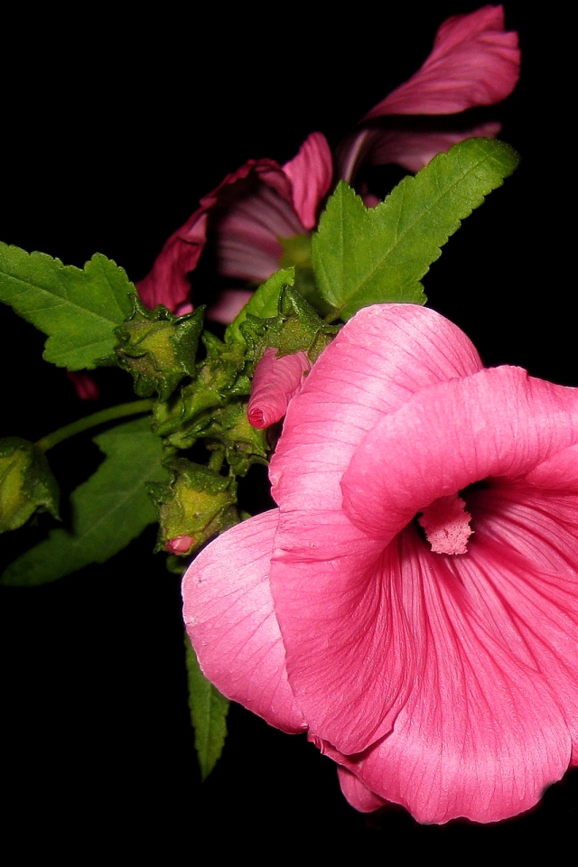 Розовые цветы мальва крупным планом на черном фоне 