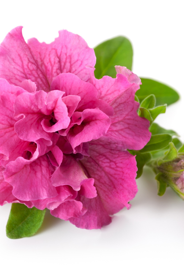 Розовый цветок петуния крупным планом на белом фоне
