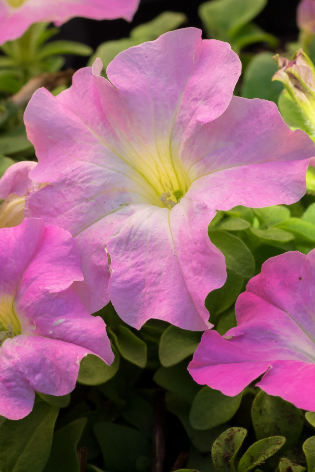 Цветы петуния розового цвета крупным планом