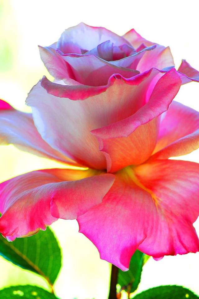 Розовый цветок розы крупным планом