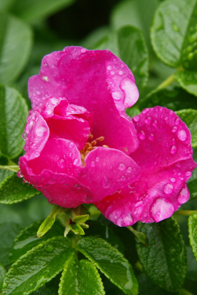 Розовый цветок шиповника в каплях дождя