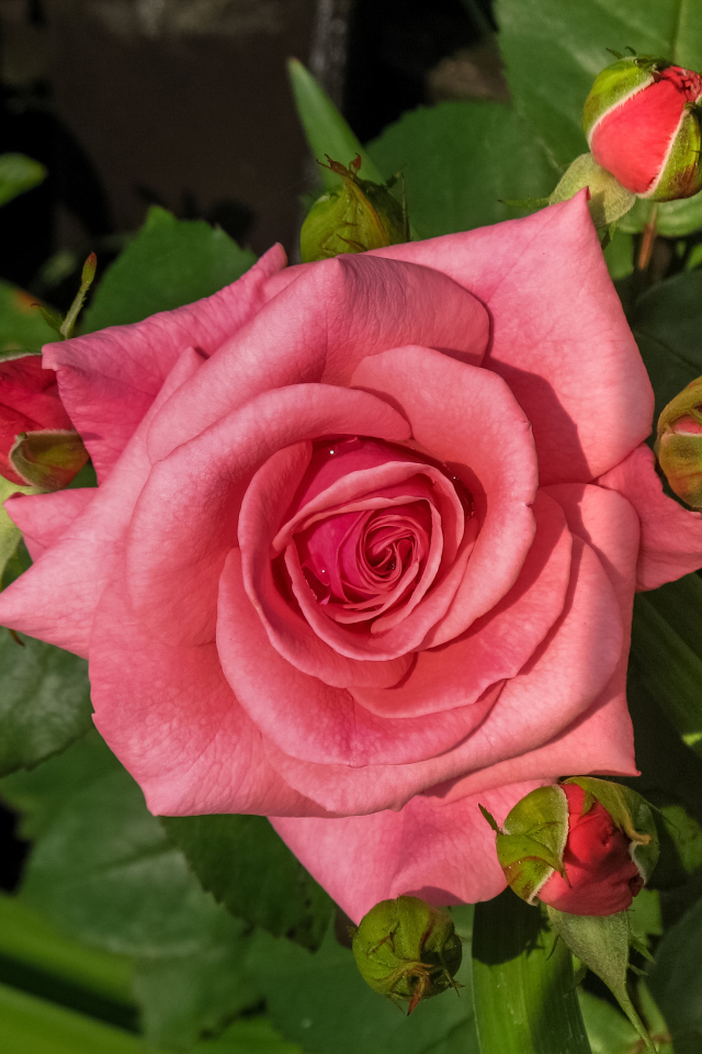 Розовая роза с бутонами на клумбе 