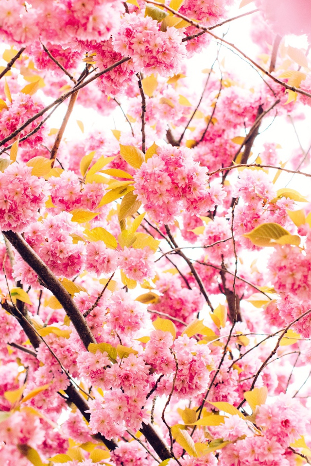 Розовые весенние цветы луизеания 