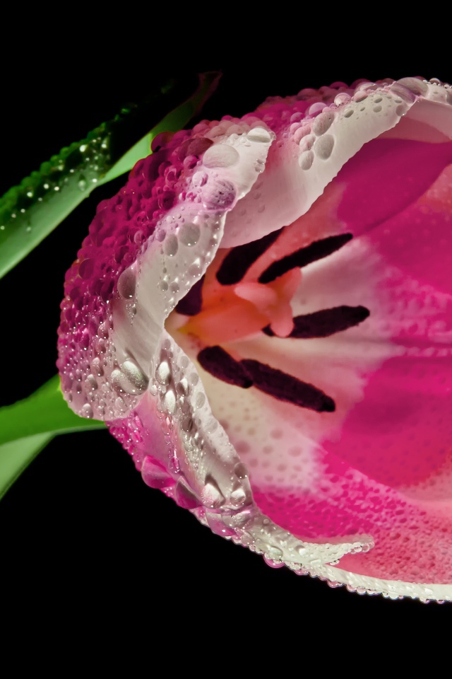 Розовый тюльпан в каплях росы на черном фоне