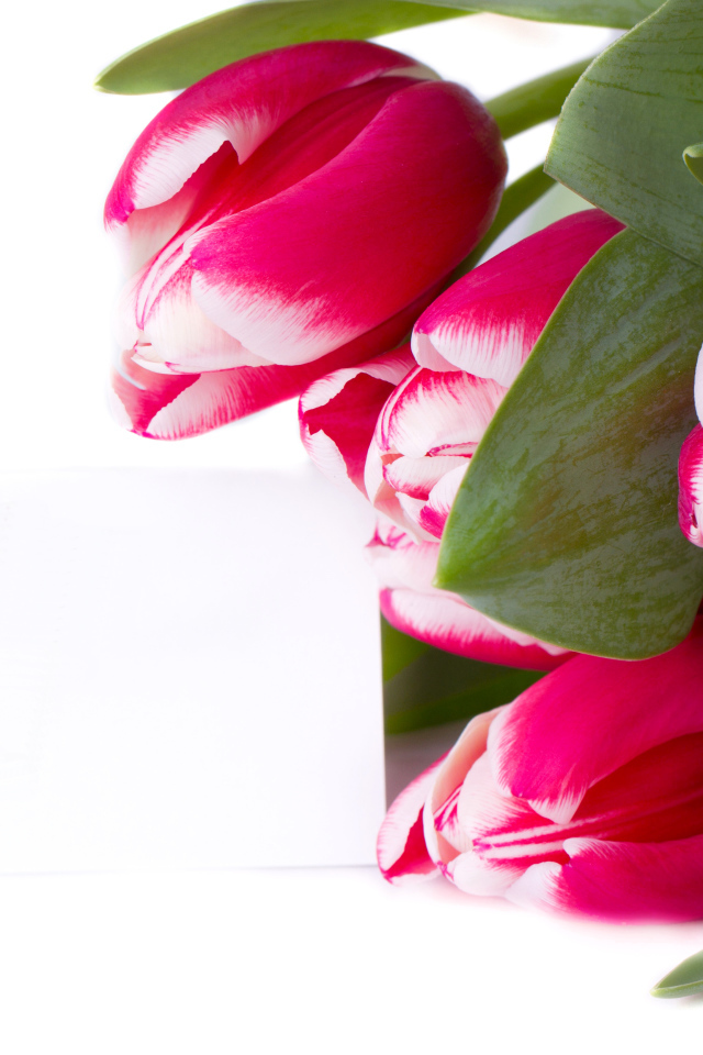Розовые тюльпаны на белом фоне 