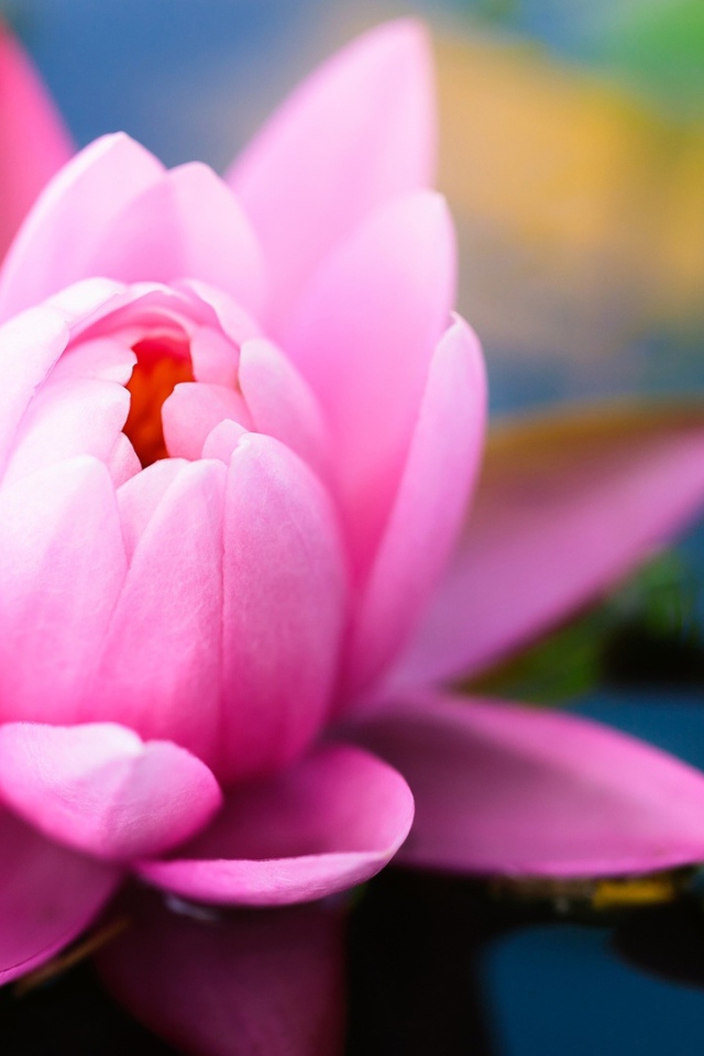 Розовая водяная лилия в пруду 