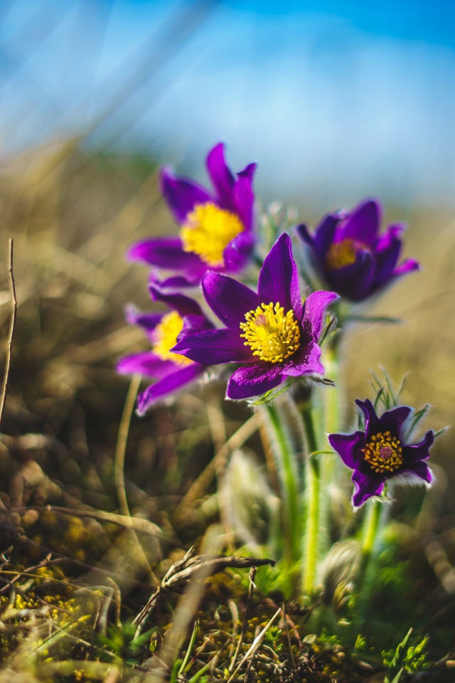 Фиолетовые полевые цветы  ветреница 