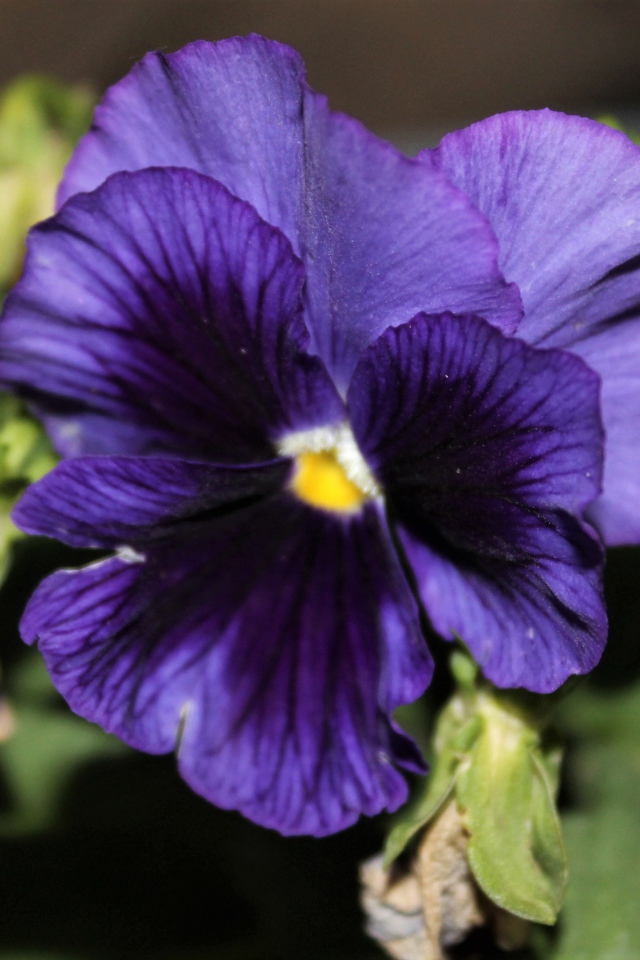 Фиолетовый цветок анютины глазки крупным планом