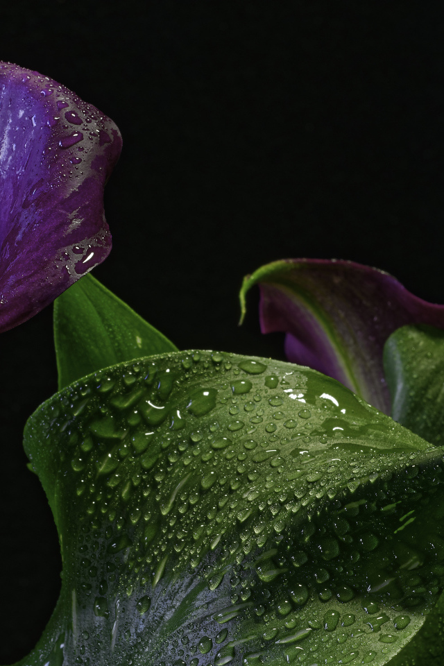 Фиолетовый цветок зантедеския в каплях воды на черном фоне