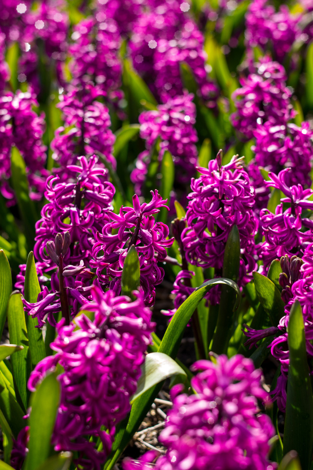 Фиолетовые цветы гиацинты на клумбе 