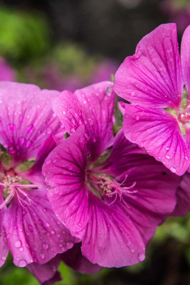 Лиловые цветы мальва в каплях росы