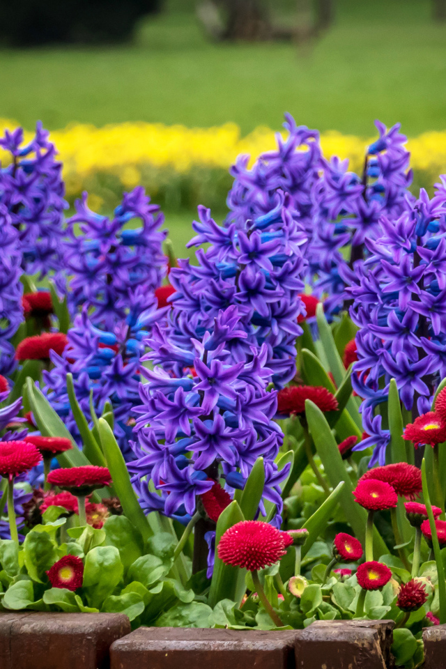 Фиолетовые гиацинты и красные маргаритки на клумбе