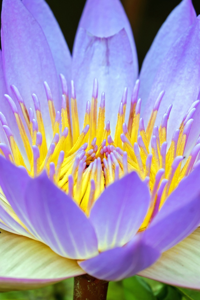 Фиолетовый крупный цветок лотос 