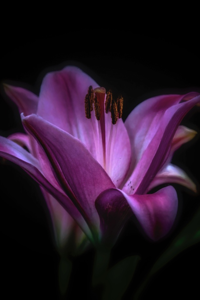 Фиолетовые цветы лилии на черном фоне