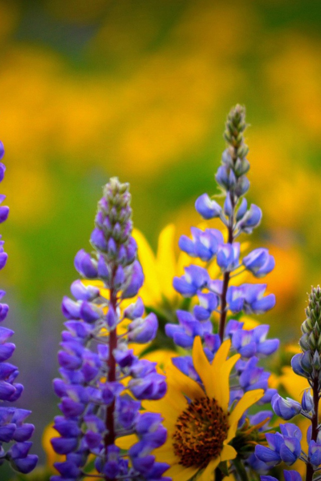 Сиреневые полевые цветы люпин 