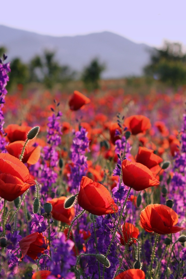 Фиолетовые полевые цветы и красные маки в лучах солнца в поле