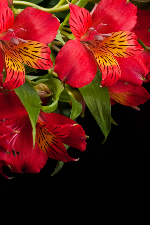 Красные цветы альстрёмерия крупным планом на черном фоне