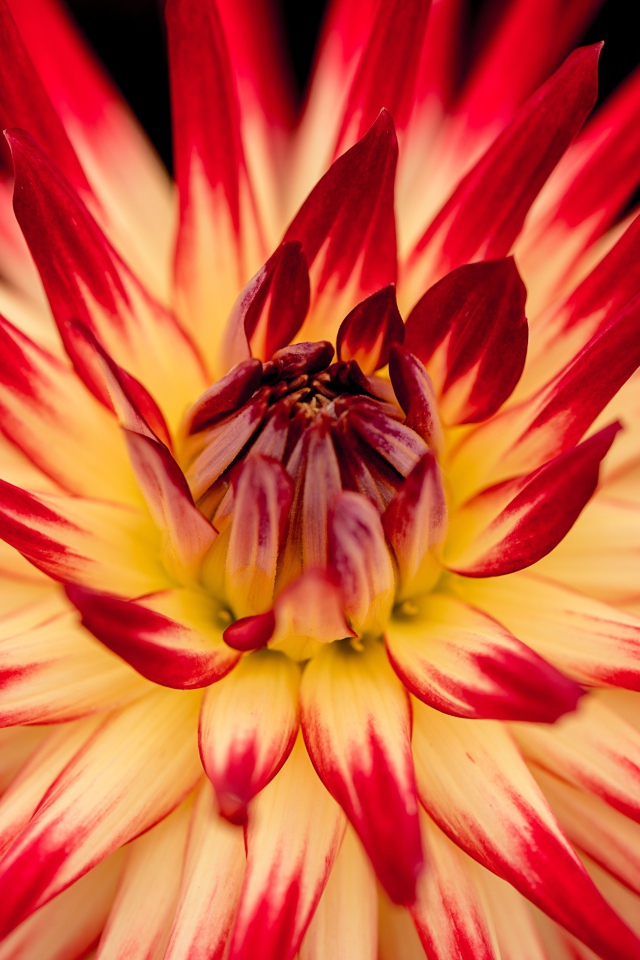 Красный цветок георгин  с острыми лепестками 