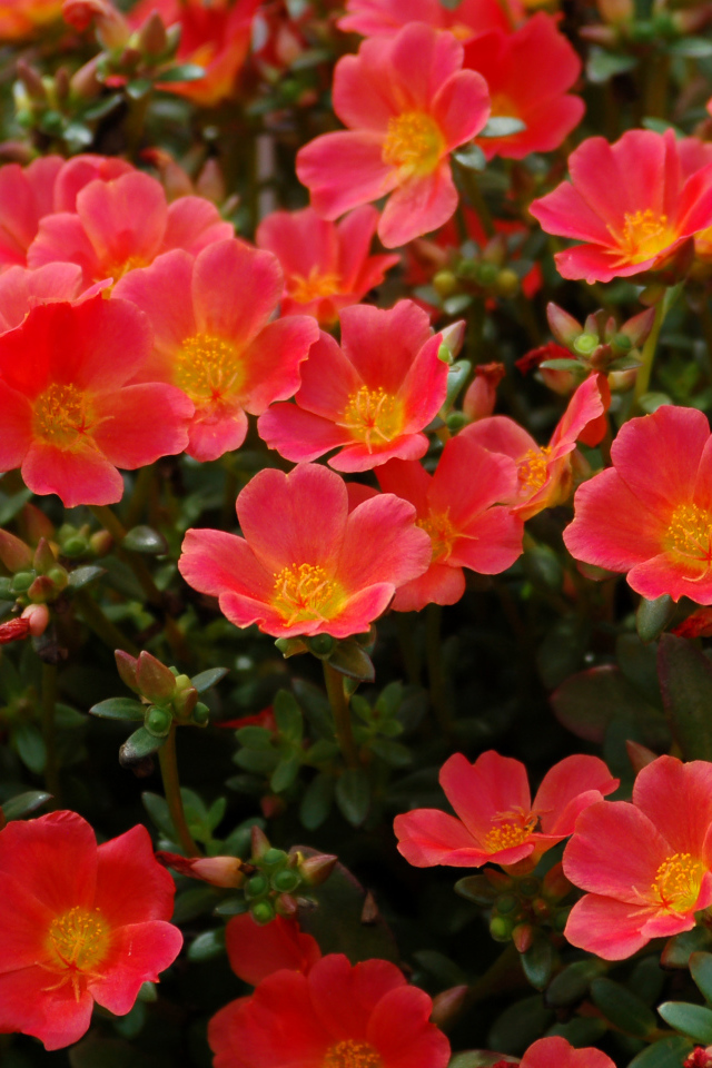 Красный портулак на клумбе крупным планом