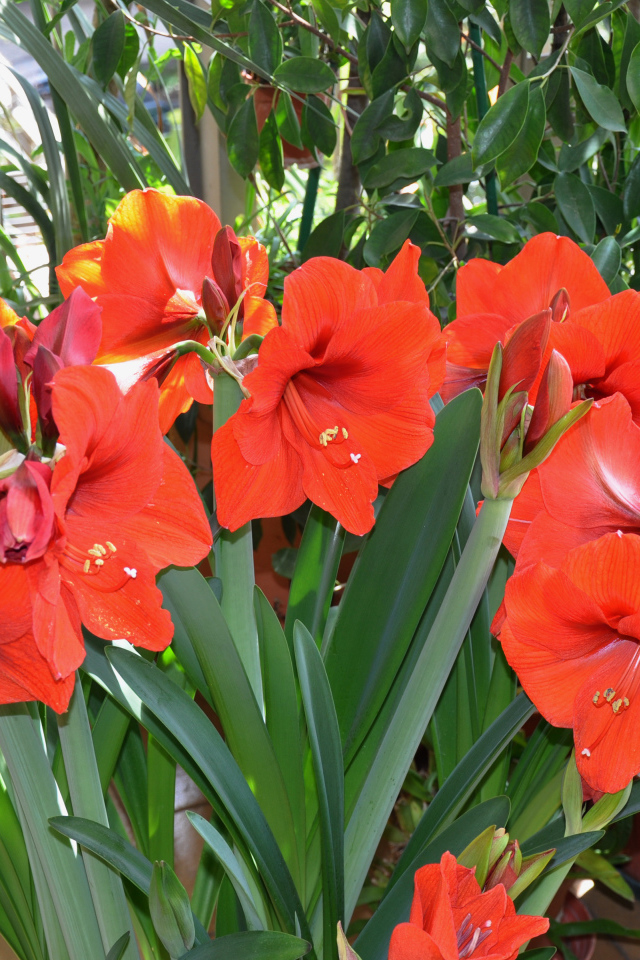 Красные комнатные цветы Амариллис