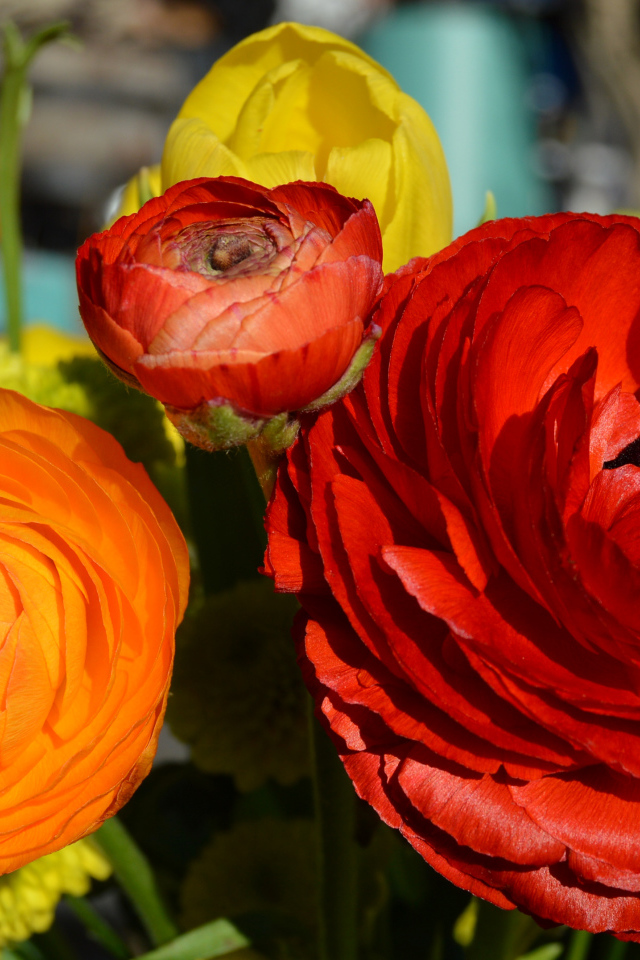 Красные и оранжевые цветы лютики