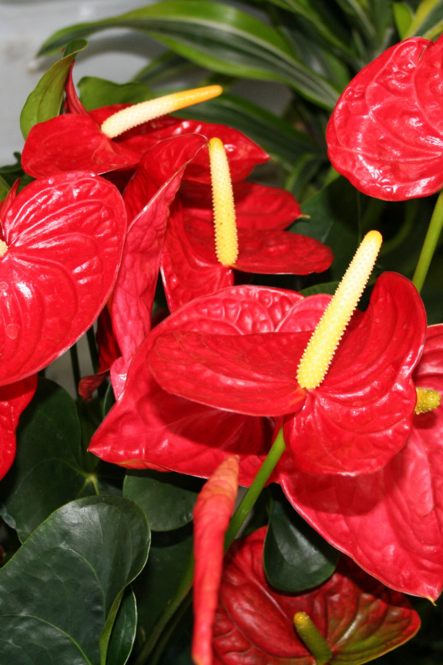 Красные цветы антуриум крупным планом