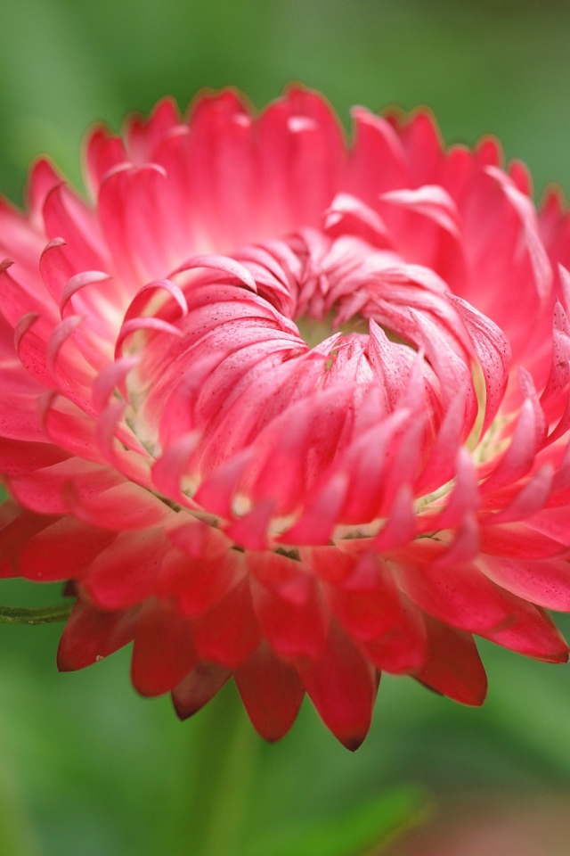 Красный цветок астра 