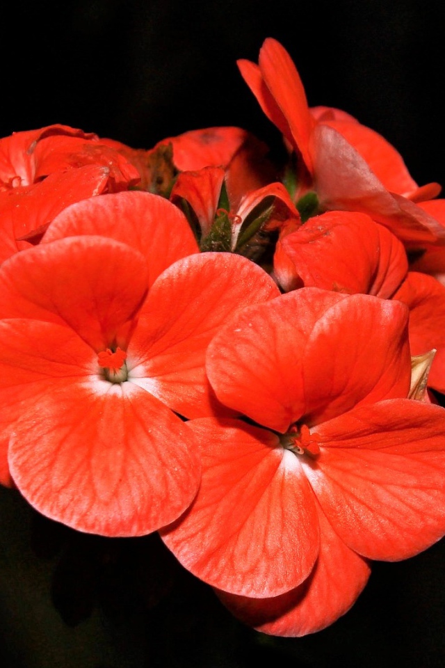 Красные красивые цветы на черном фоне 