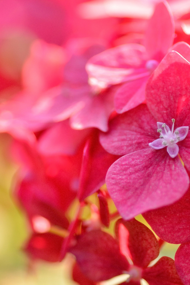 Красные красивые цветы гортензия крупным планом