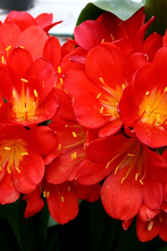 Красные красивые комнатные цветы кливия