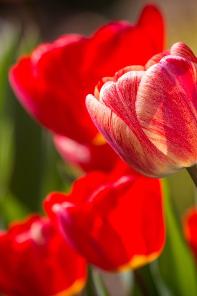 Красные красивые тюльпаны крупным планом