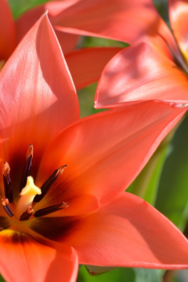 Красные распустившиеся тюльпаны крупным планом 