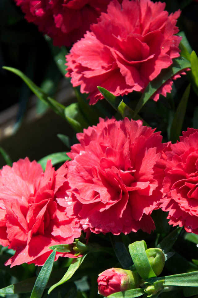 Красные гвоздики с бутонами крупным планом