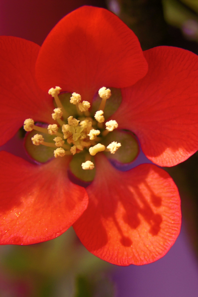 Красный нежный цветок на дереве крупным планом  