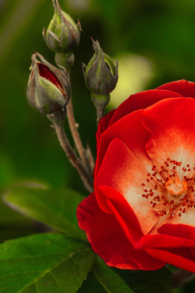 Красная нежная роза с бутонами крупным планом 