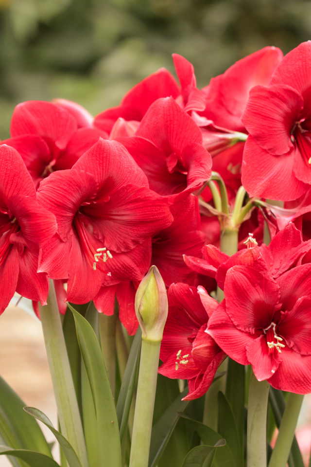 Красные цветы Амариллис крупным планом 