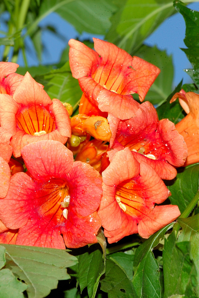 Красные цветы Кампсис крупным планом 