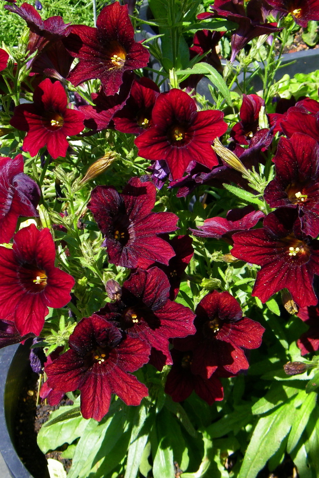 Красные цветы сальпиглоссис растут в горшках