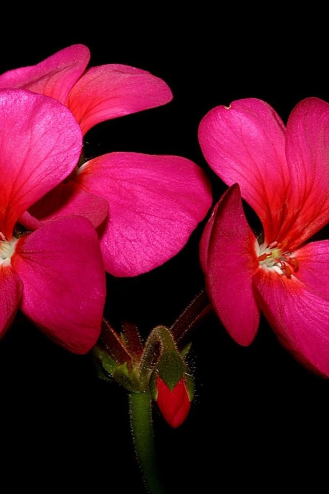 Красные цветы герани на черном фоне крупным планом