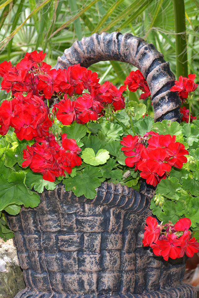 Красная герань в цветочном горшке в форме корзины