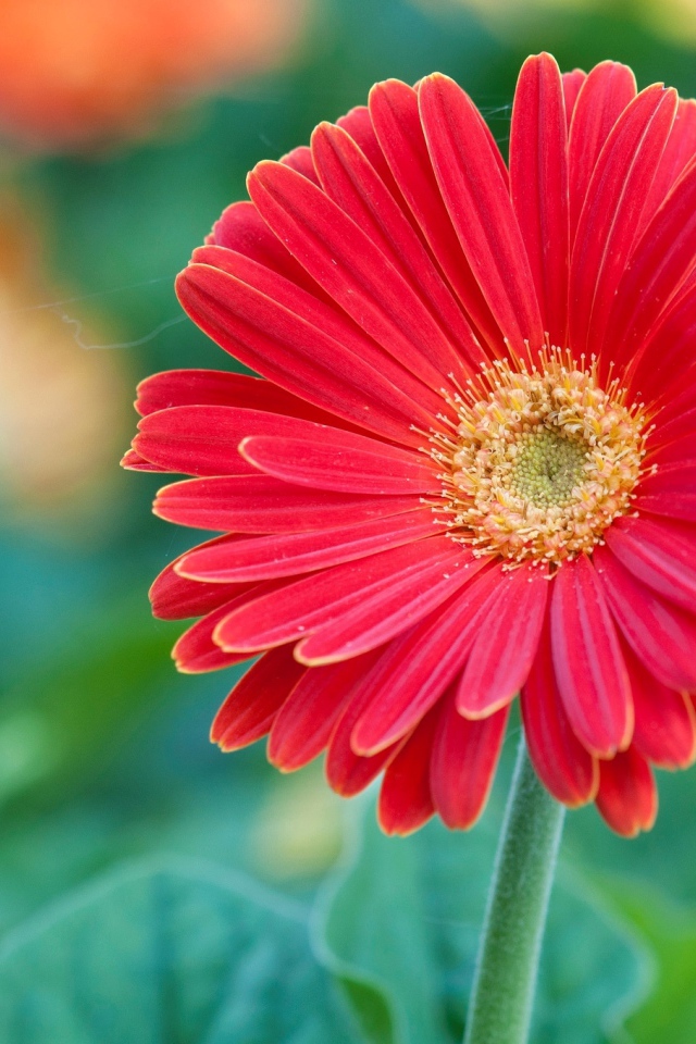 Красный цветок герберы крупным планом