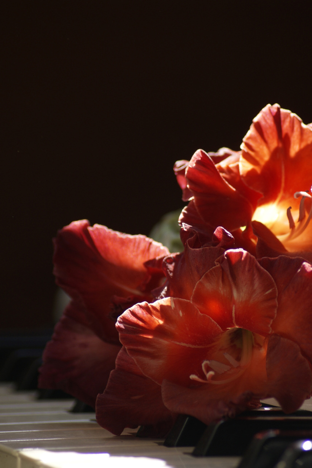 Красный гладиолус лежит на клавишах пианино