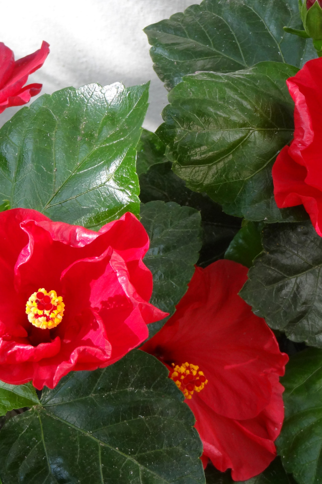 Красные цветы гибискуса с зелеными листьями крупным планом