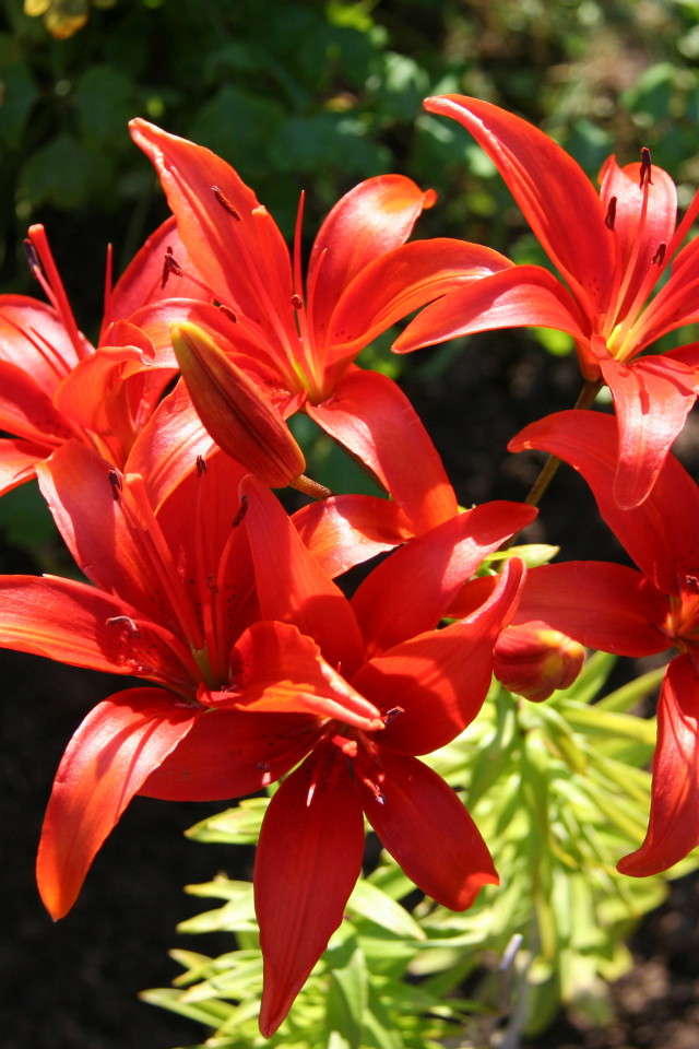Красные лилии на клумбе крупным планом