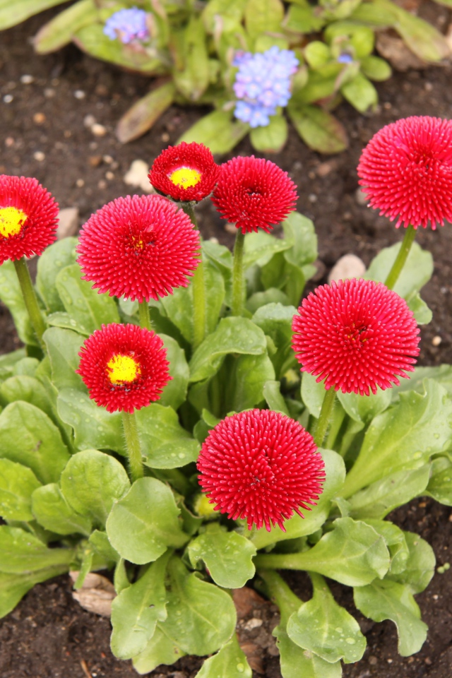 Красные пышные маргаритки на клумбе 